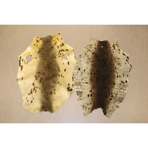 Arktiske selskinn, 3. sort., ca 0,5 m2 (beaters)