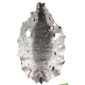 Arktisk selskinn - tilbud 2024