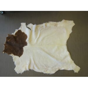 Boer Geit 60 - 80 cm