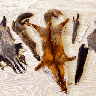 Visste du at me kjøper viltskinn?