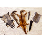 Visste du at me kjøper viltskinn?