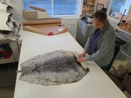 Garving av saueskinn Garving av saueskinn