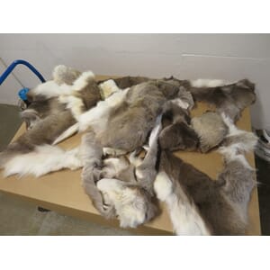 REINSKINNSKAPP (KG-VEKT)