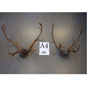 REINSHORN,STOR BUKK PREP