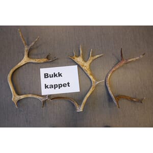 REINSHORN,BUKK KAPPET