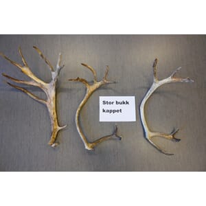 Reinshorn, extra stor bukk kappa