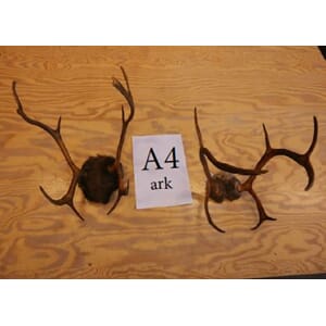 REINSHORN, SIMLE PREP.