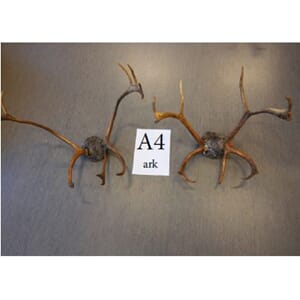 REINSHORN, BUKK PREP.